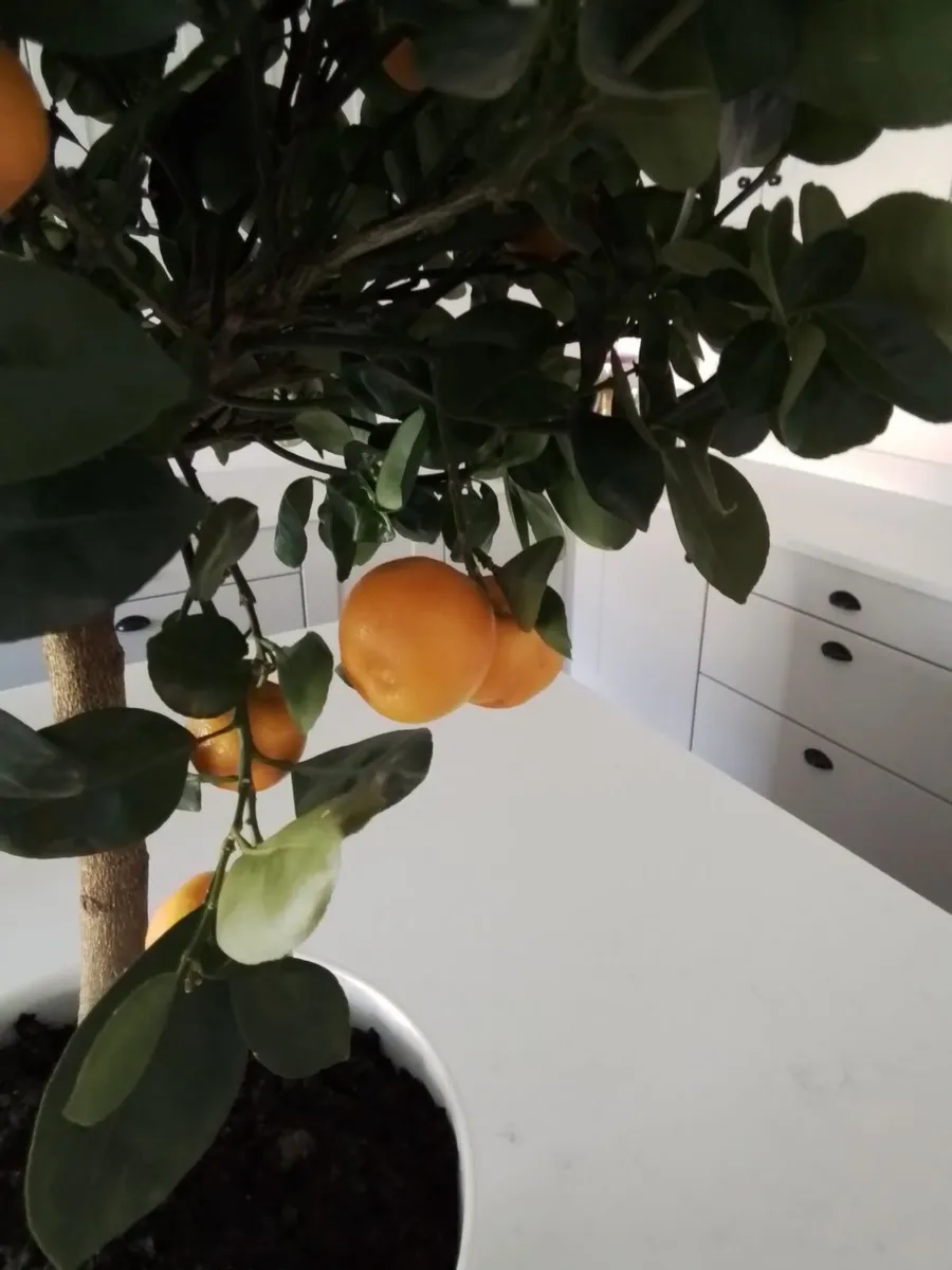 3ft potted orange plant - Image 2