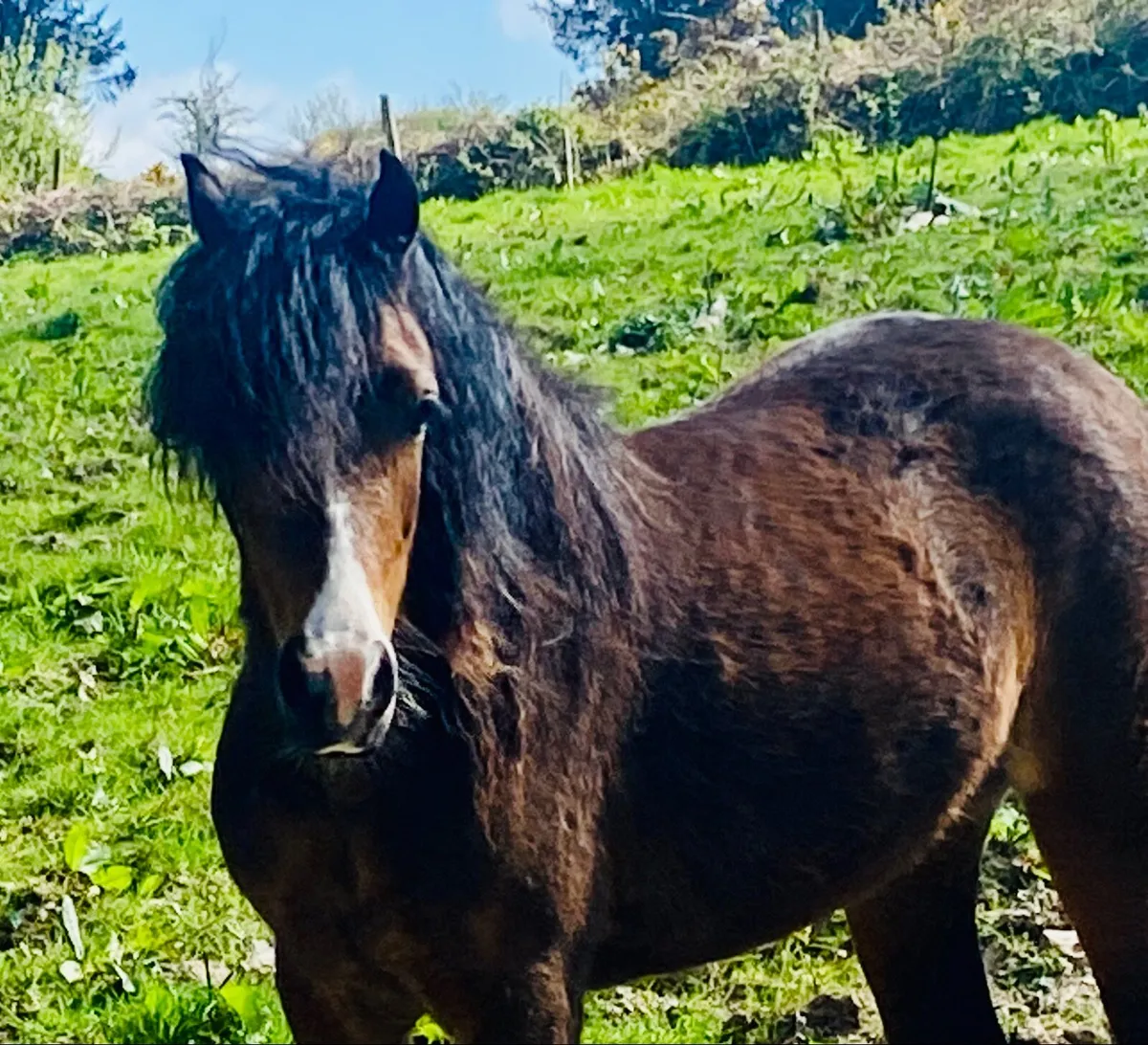 Welsh sec c 2 year old  filly - Image 1