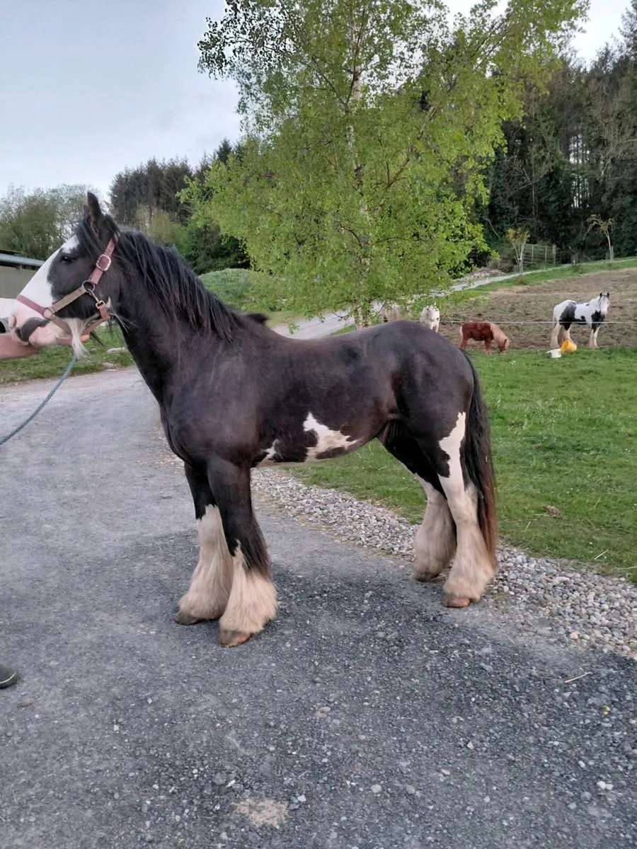 BLACK SPLASH COB COLT. - Image 4