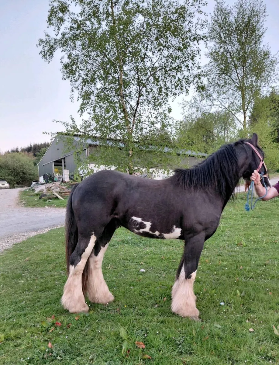 BLACK SPLASH COB COLT. - Image 1
