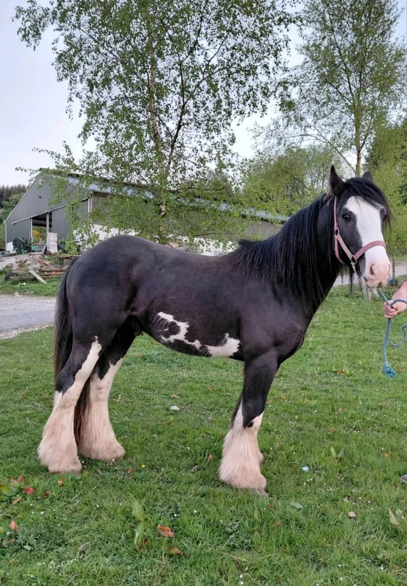BLACK SPLASH COB COLT. - Image 2
