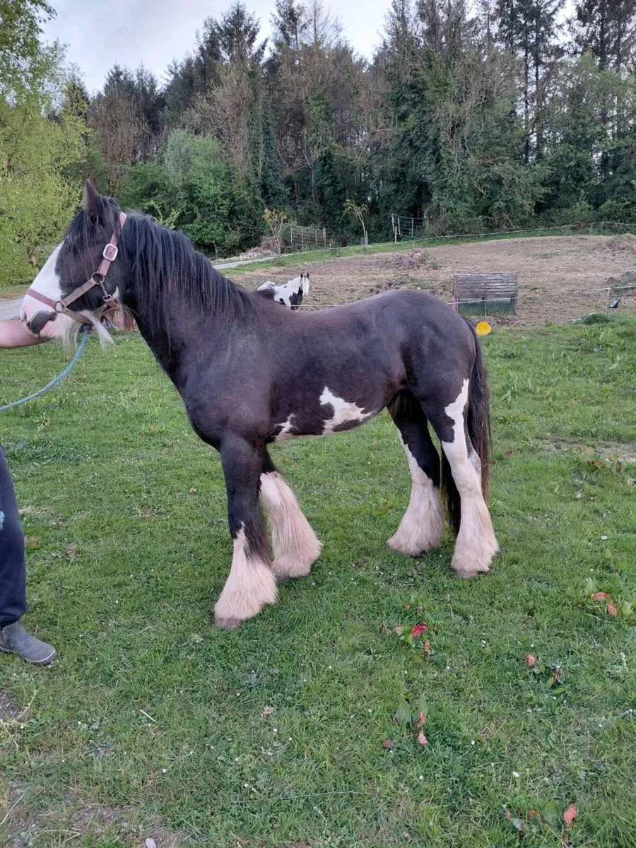 BLACK SPLASH COB COLT. - Image 3