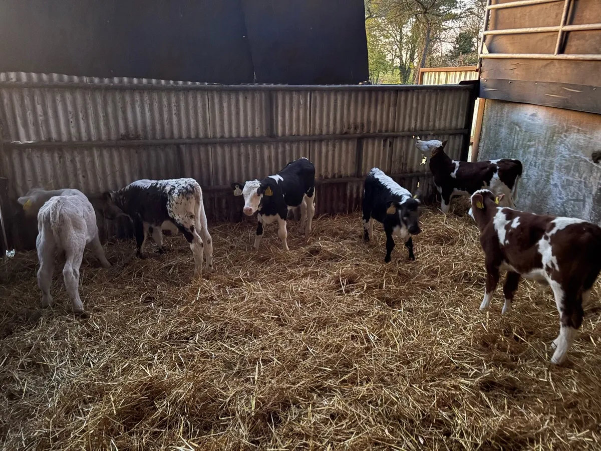 Beef calves - Image 1
