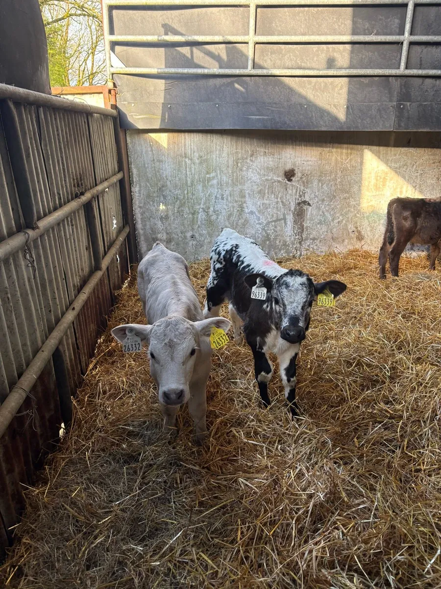 Beef calves - Image 2