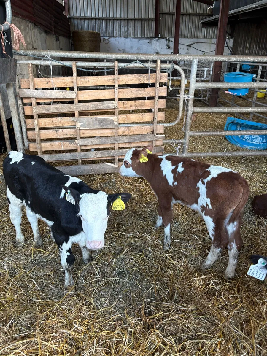 Beef calves - Image 3