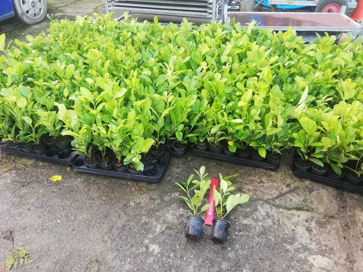 Laurel Hedging - Image 3