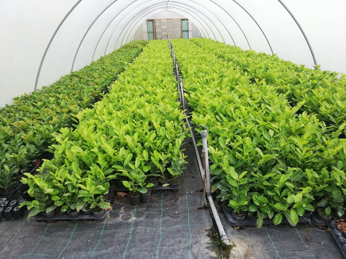 Laurel Hedging - Image 4