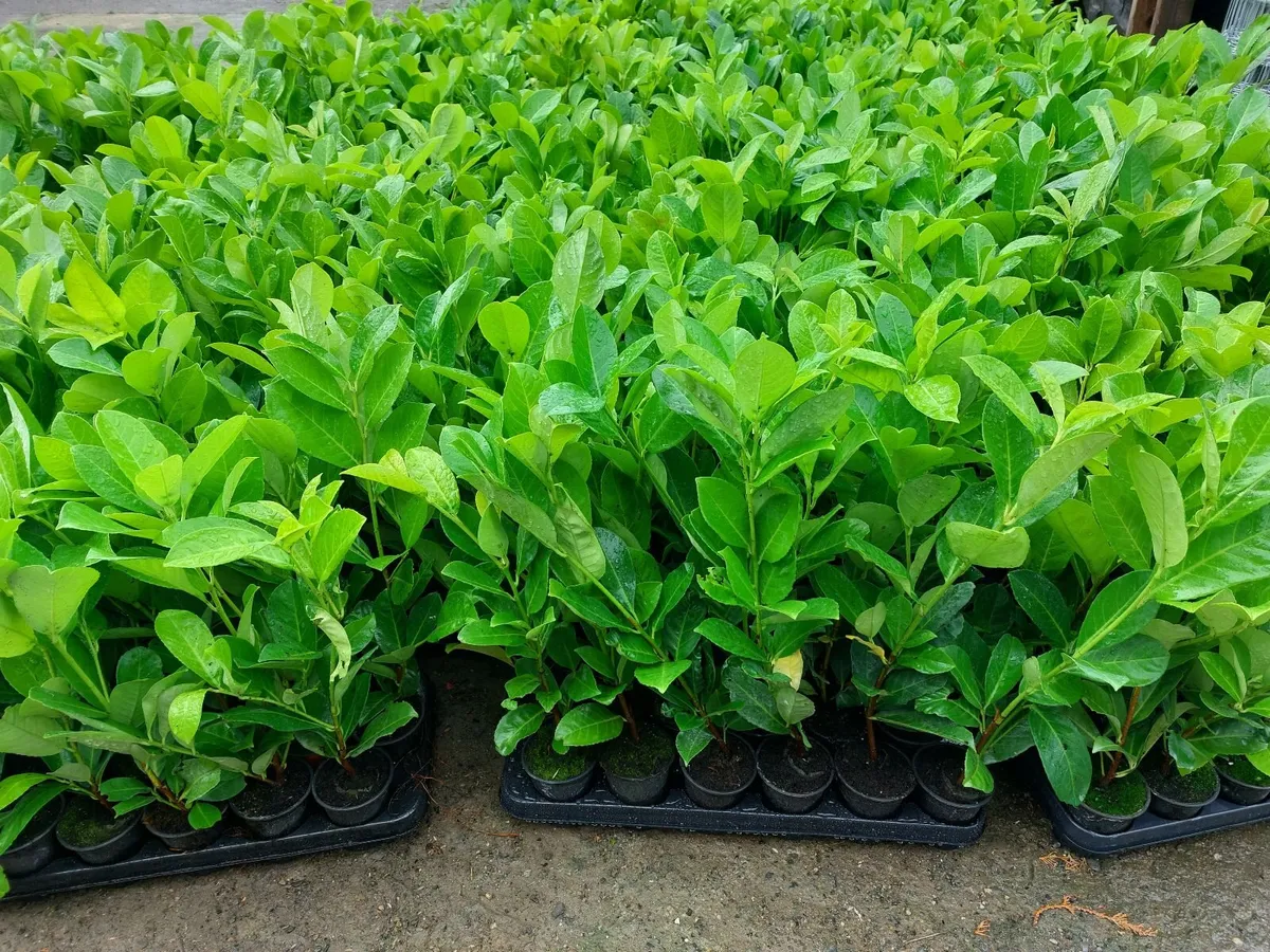 Laurel Hedging - Image 1