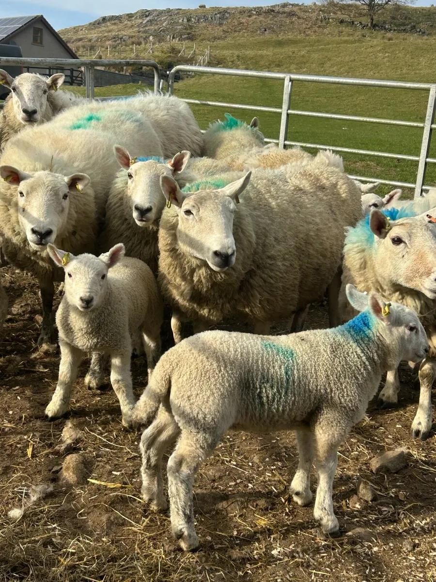 Cheviot ewes with lambs at foot - Image 1