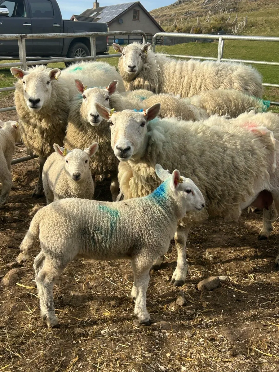 Cheviot ewes with lambs at foot - Image 2