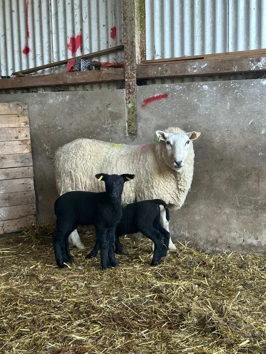 Cheviot ewes with lambs at foot - Image 3