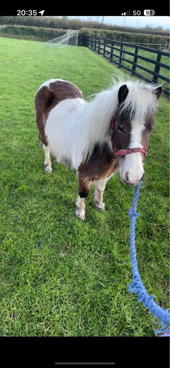 Miniature mares - Image 3