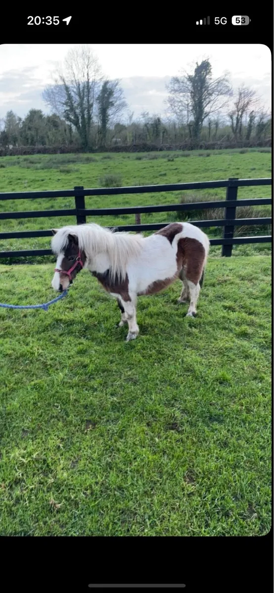 Miniature mares - Image 4