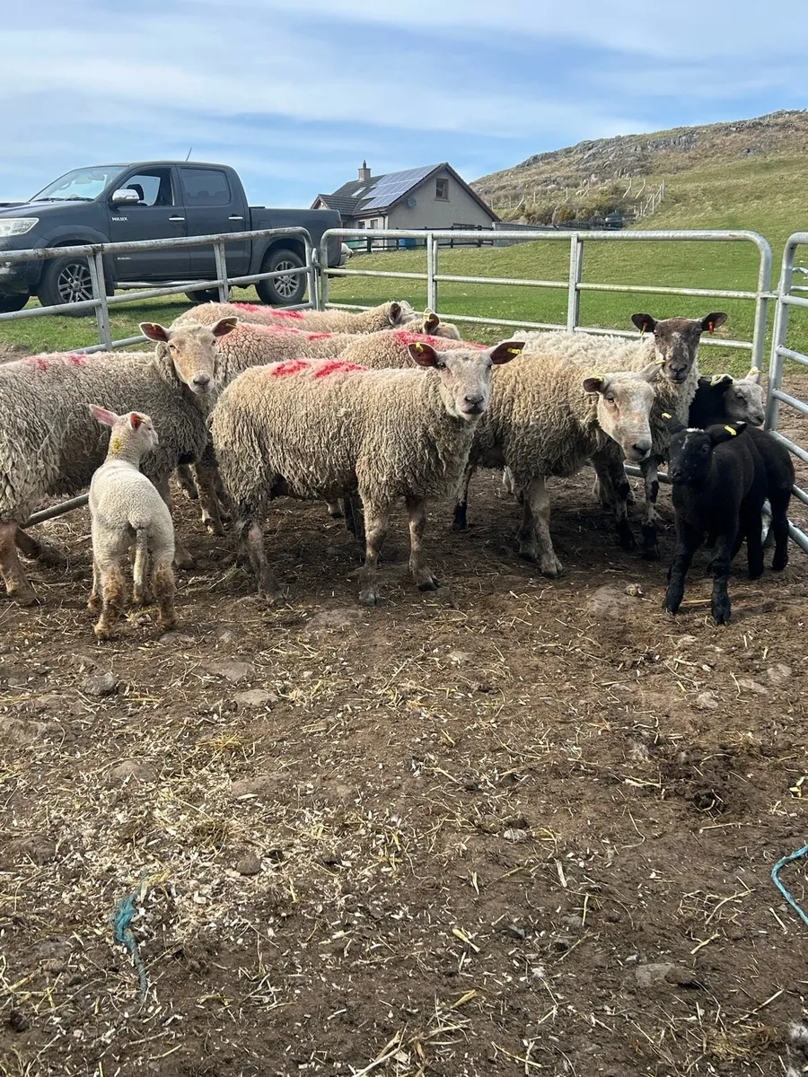 Ewes lambs with lambs at foot - Image 1