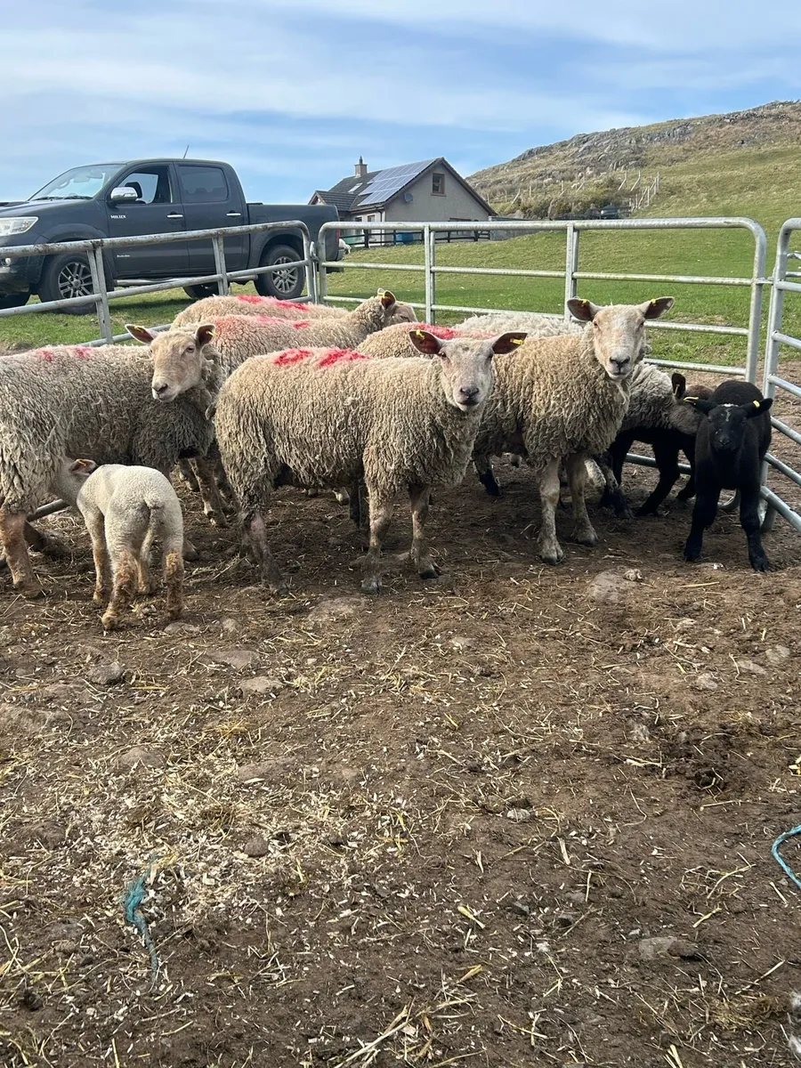 Ewes lambs with lambs at foot - Image 2