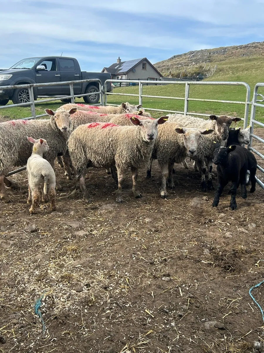 Ewes lambs with lambs at foot - Image 3