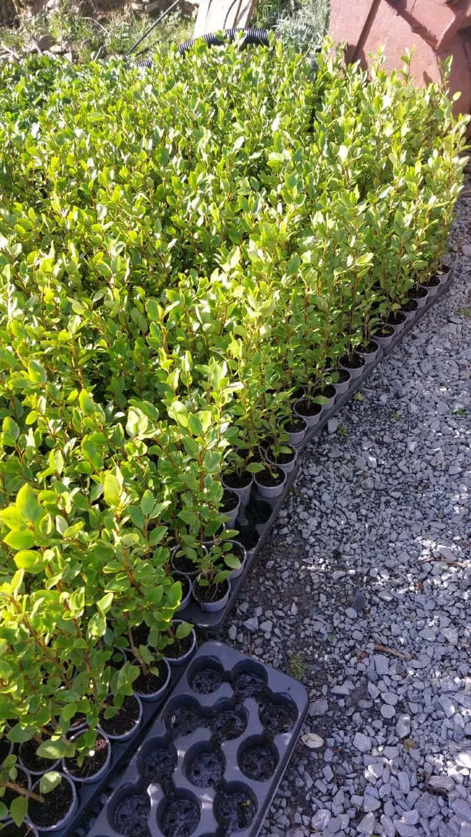 Griselinia Hedging - Image 1