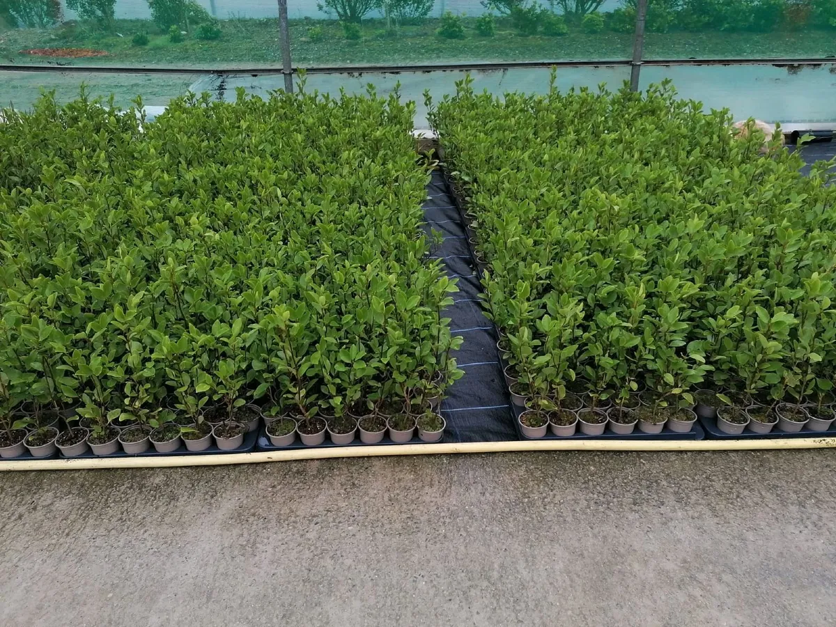 Griselinia Hedging - Image 2