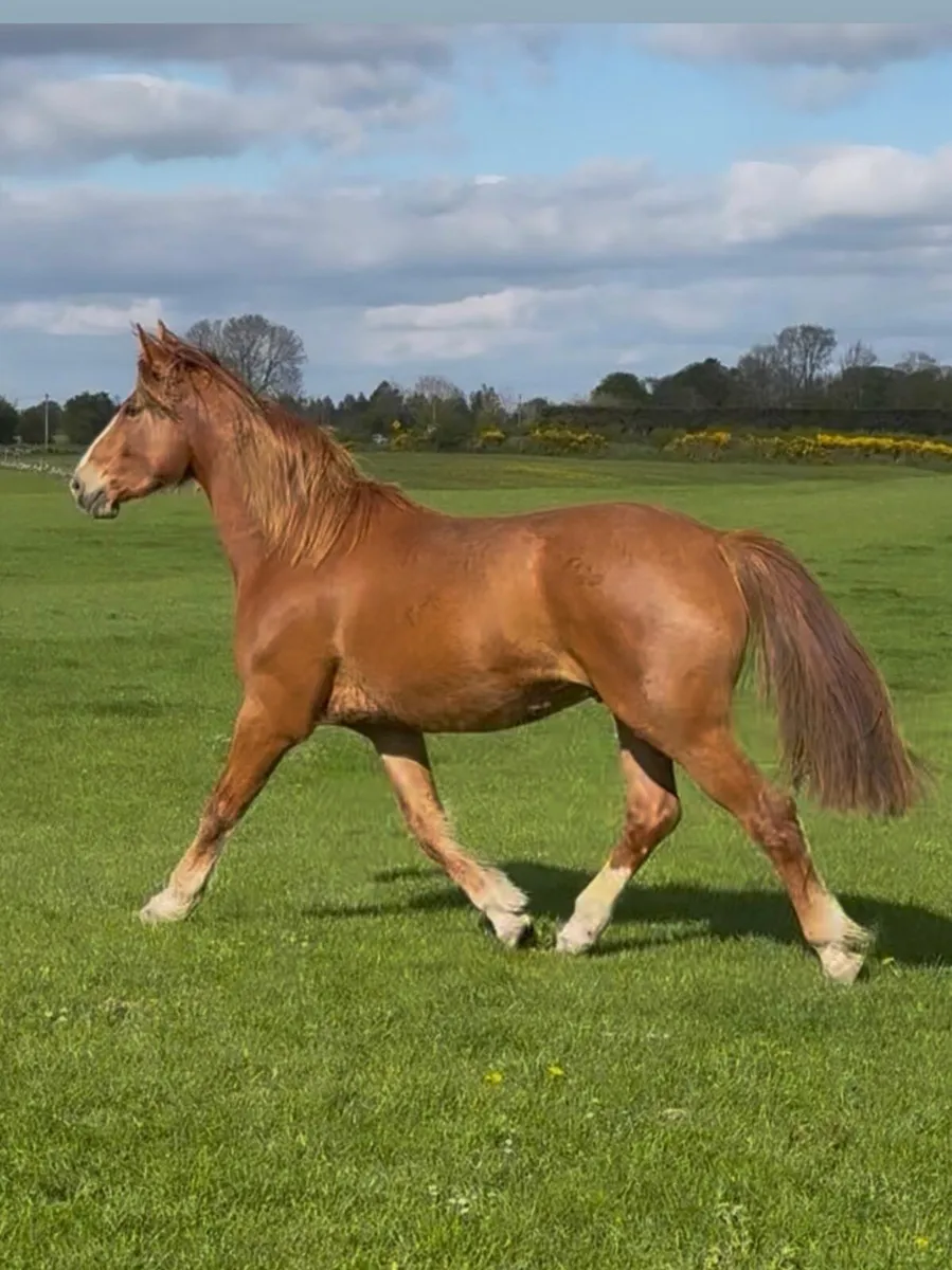 Irish draught gelding - Image 1
