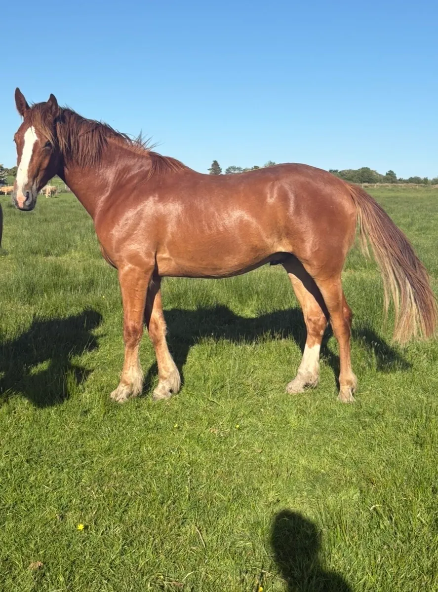 Irish draught gelding - Image 4