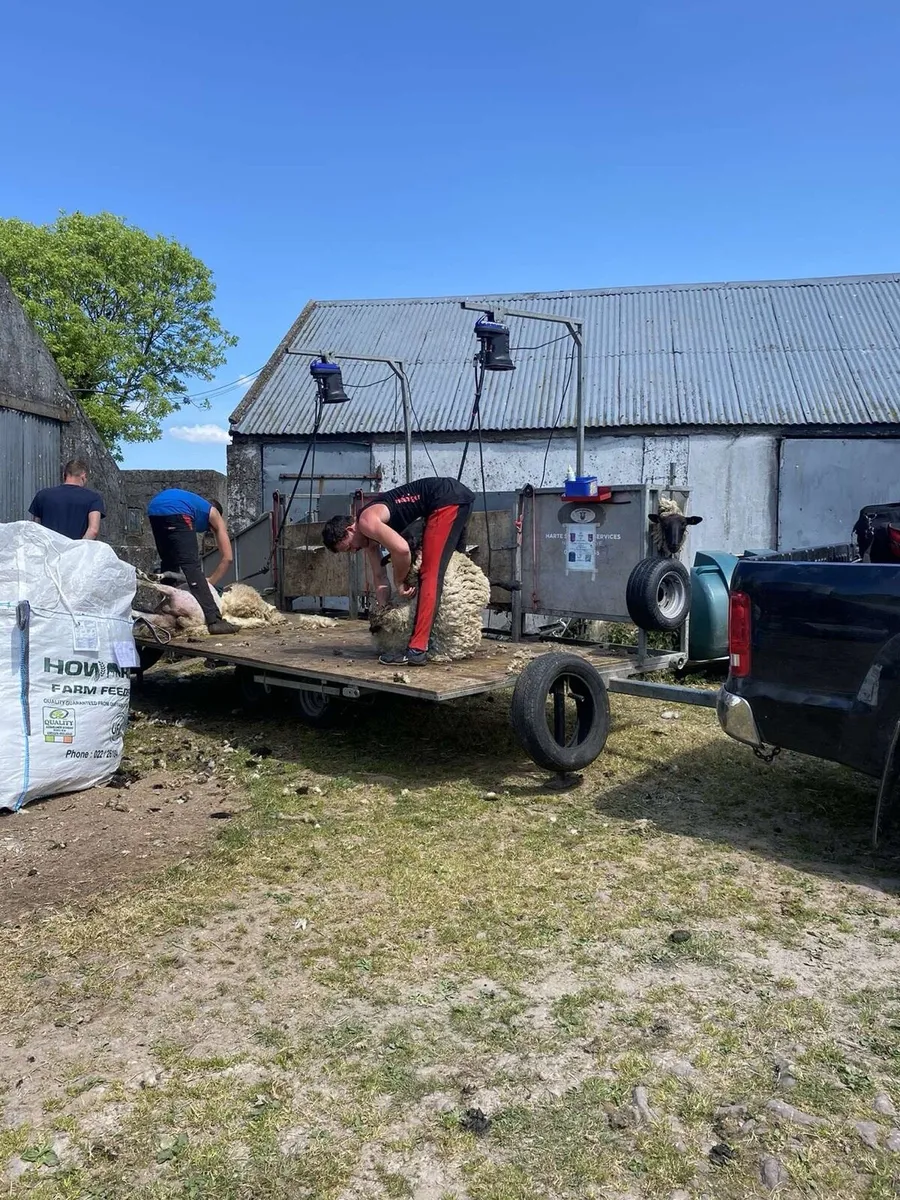 Sheep shearing - Image 1