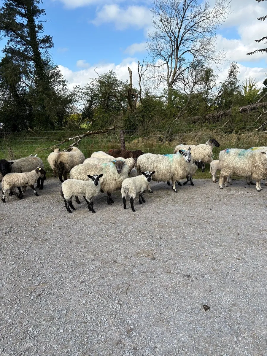 💥60 ewes with lambs 💥 - Image 4