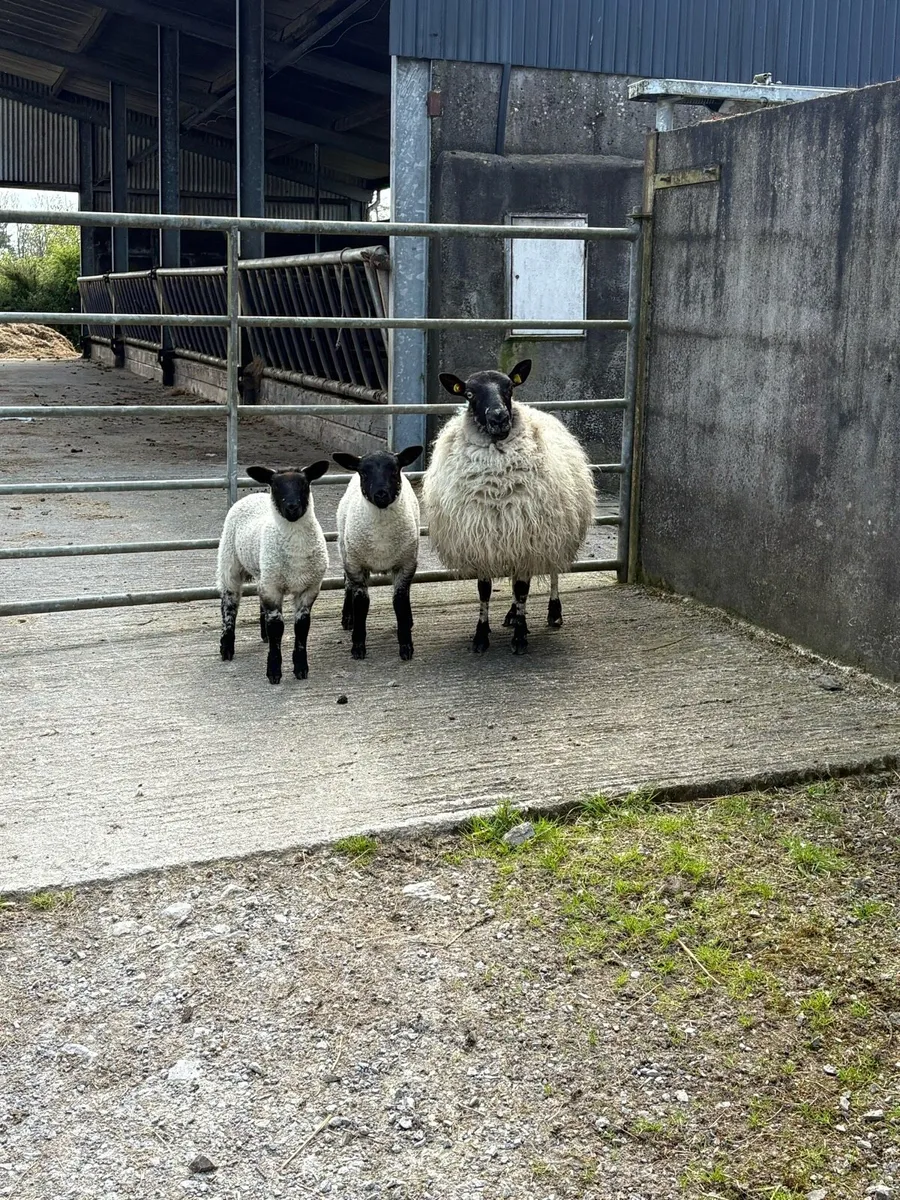 💥60 ewes with lambs 💥 - Image 1