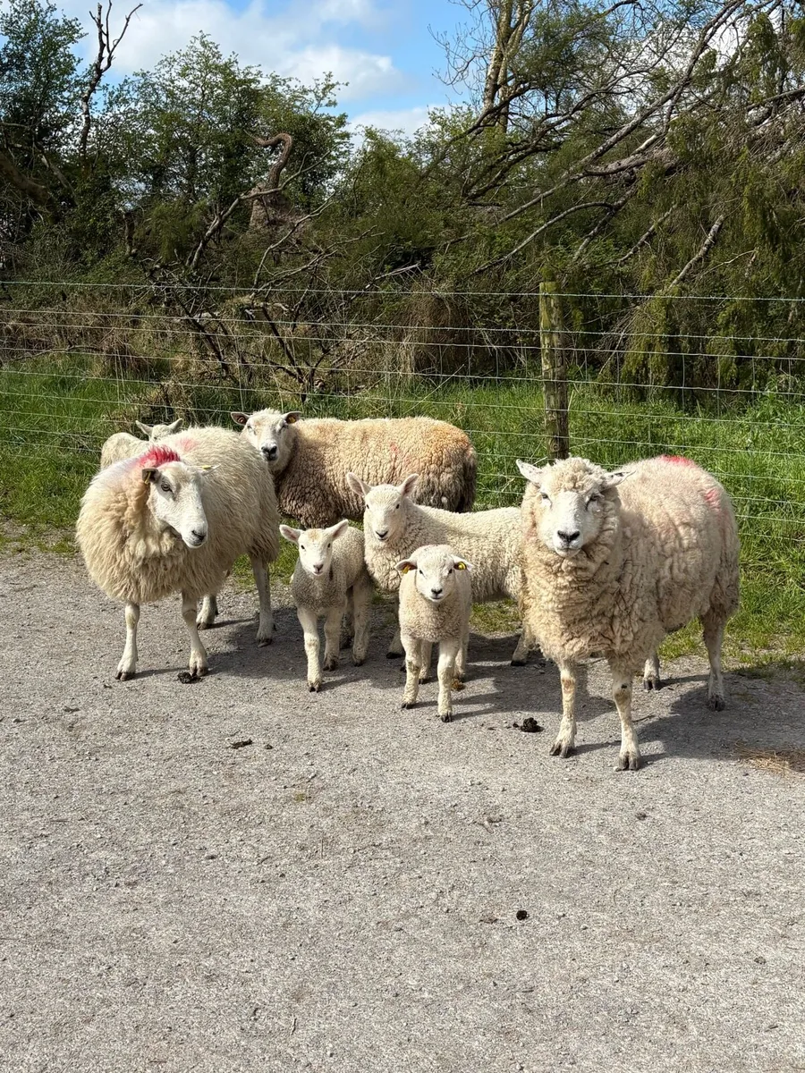 💥60 ewes with lambs 💥 - Image 2