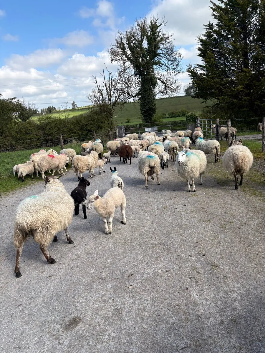 💥60 ewes with lambs 💥 - Image 3