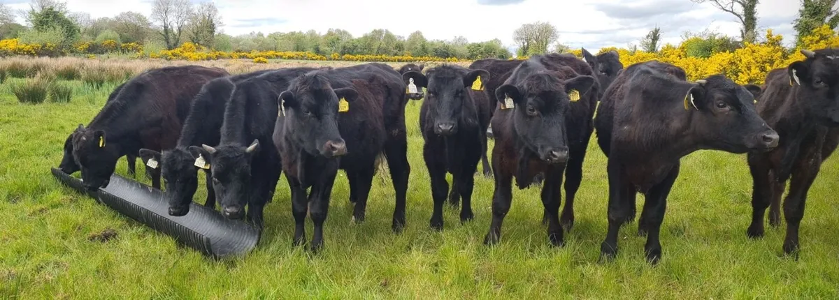 Angus Bullocks - Image 1