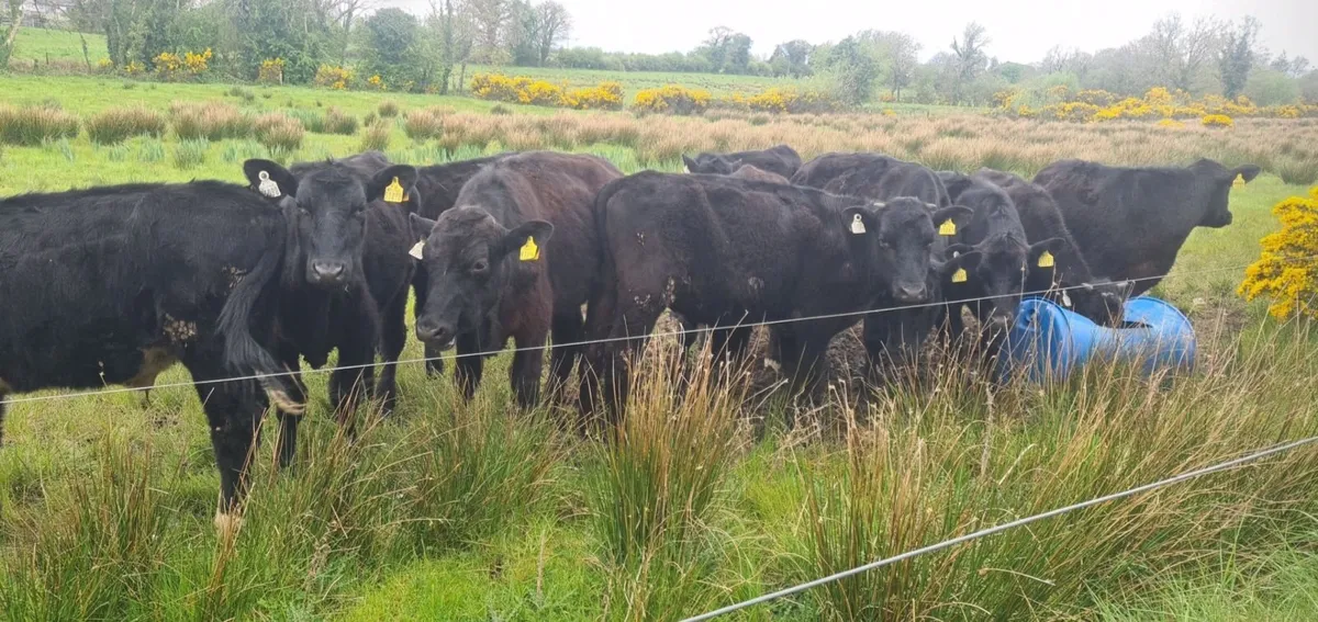 Angus Bullocks - Image 2