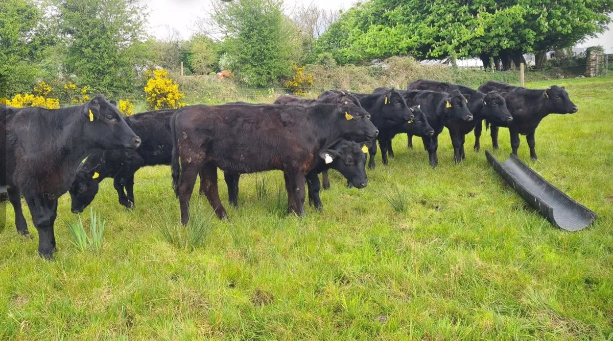 Angus Bullocks - Image 3