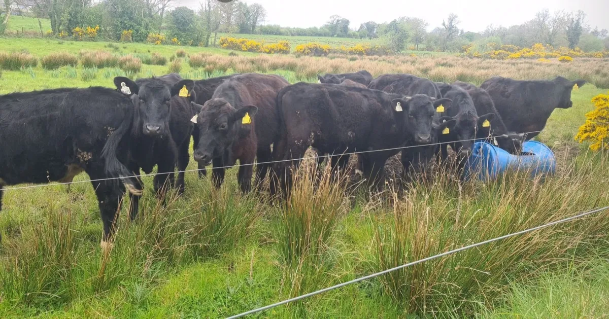 Angus Bullocks - Image 4