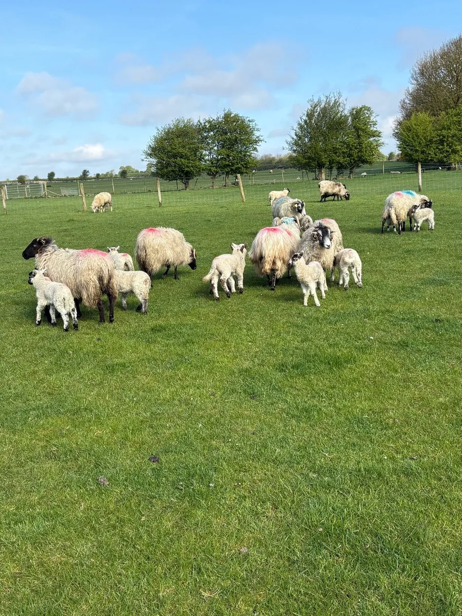 💸Horned ewes and lambs 💸 - Image 1
