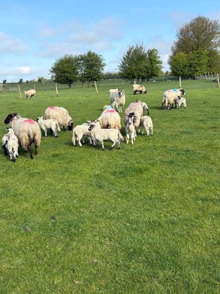 💸Horned ewes and lambs 💸 - Image 2