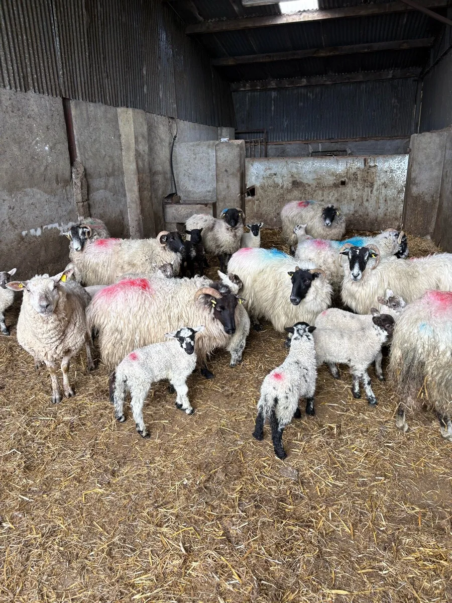 💸Horned ewes and lambs 💸 - Image 3