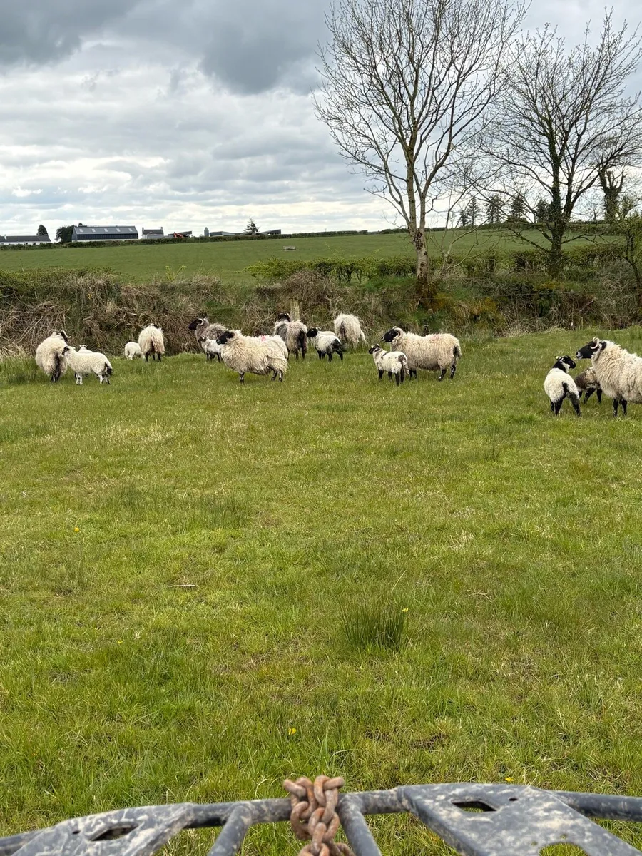 💸Horned ewes and lambs 💸 - Image 4