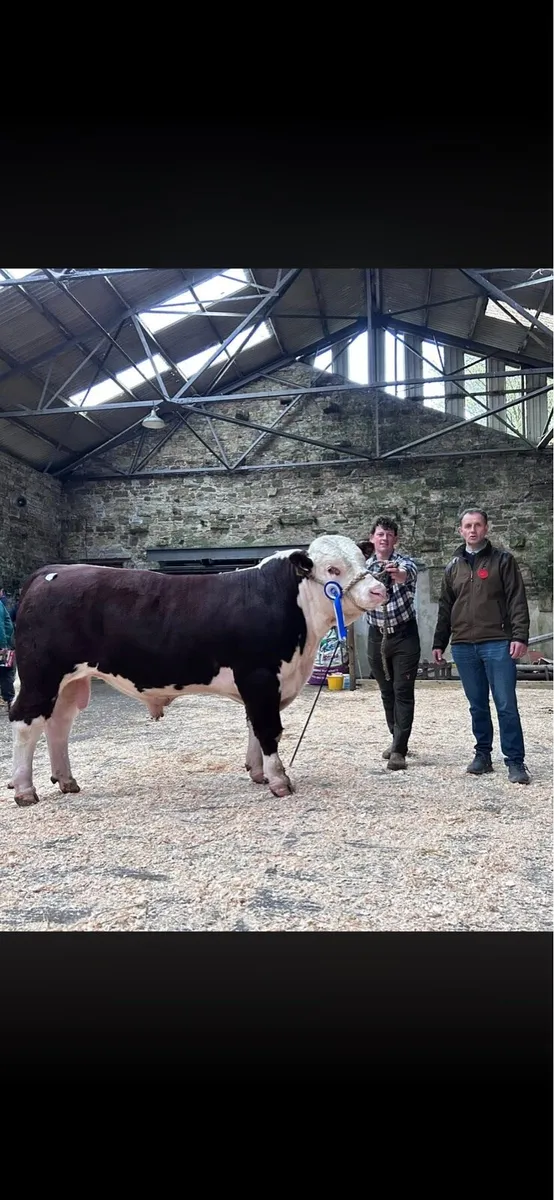 Hereford & Angus Bulls- 18 Months- West Cork - Image 1
