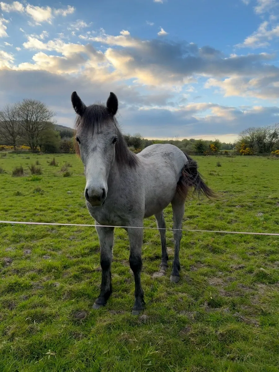Yearling Connemara - Image 1