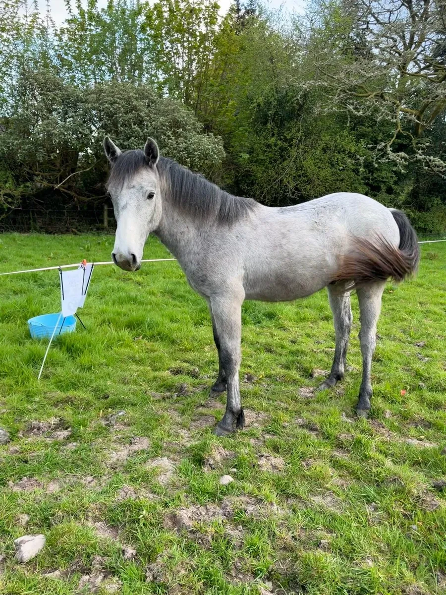 Yearling Connemara - Image 2