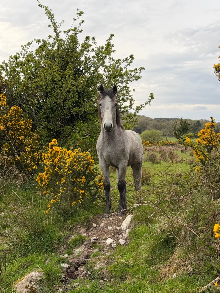 Yearling Connemara - Image 3