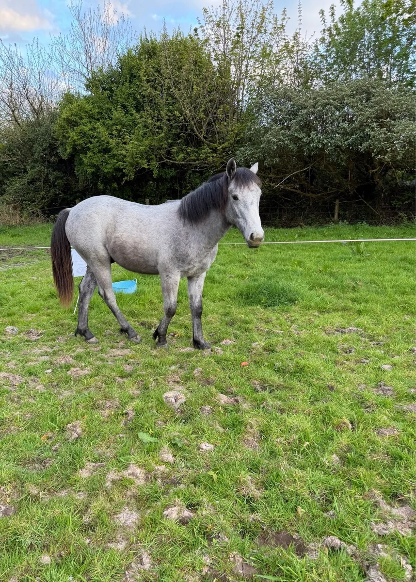 Yearling Connemara - Image 4