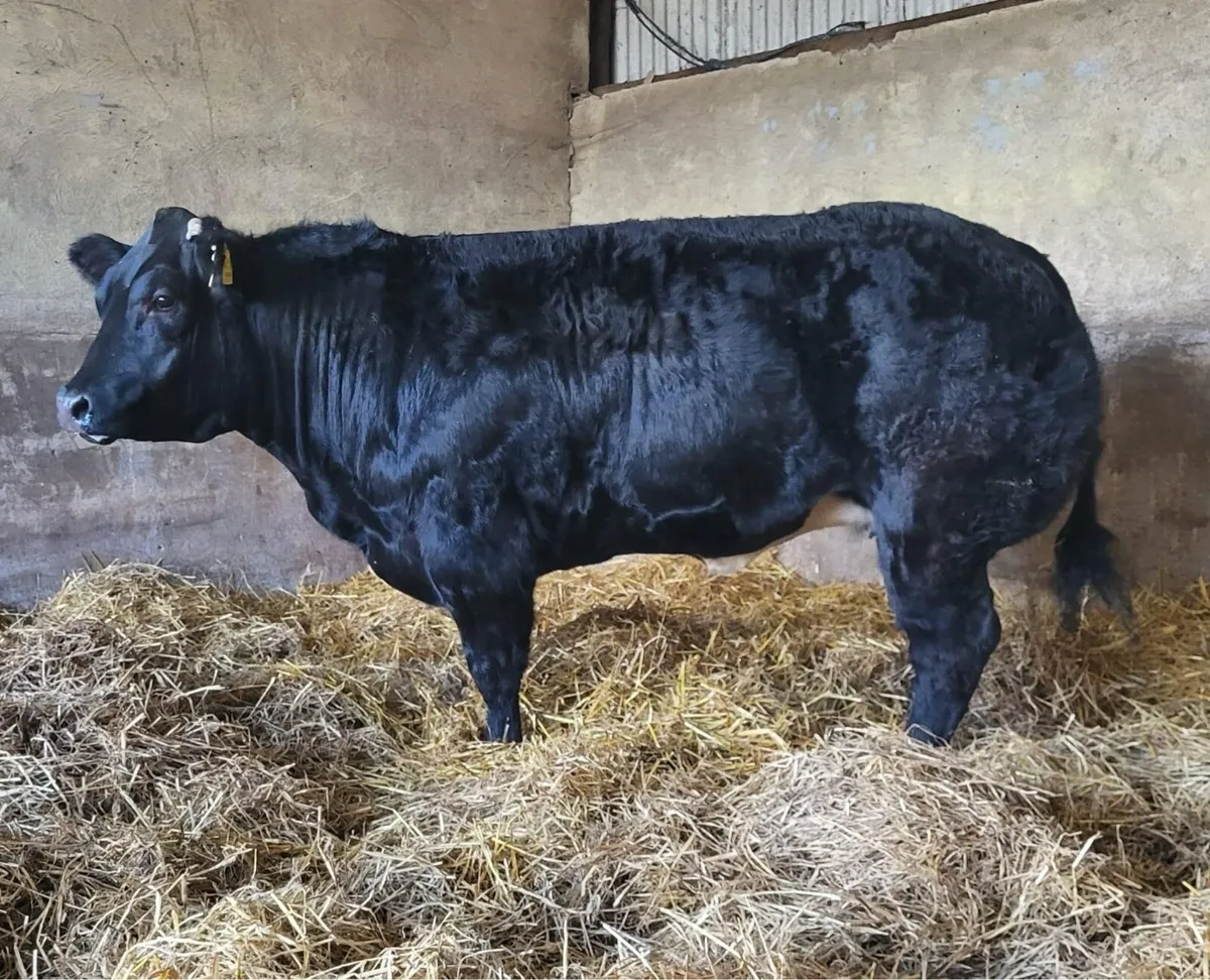 Grade 1 Embryo AJY x TVR - Image 1