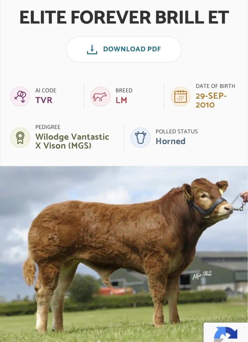 Grade 1 Embryo AJY x TVR - Image 2