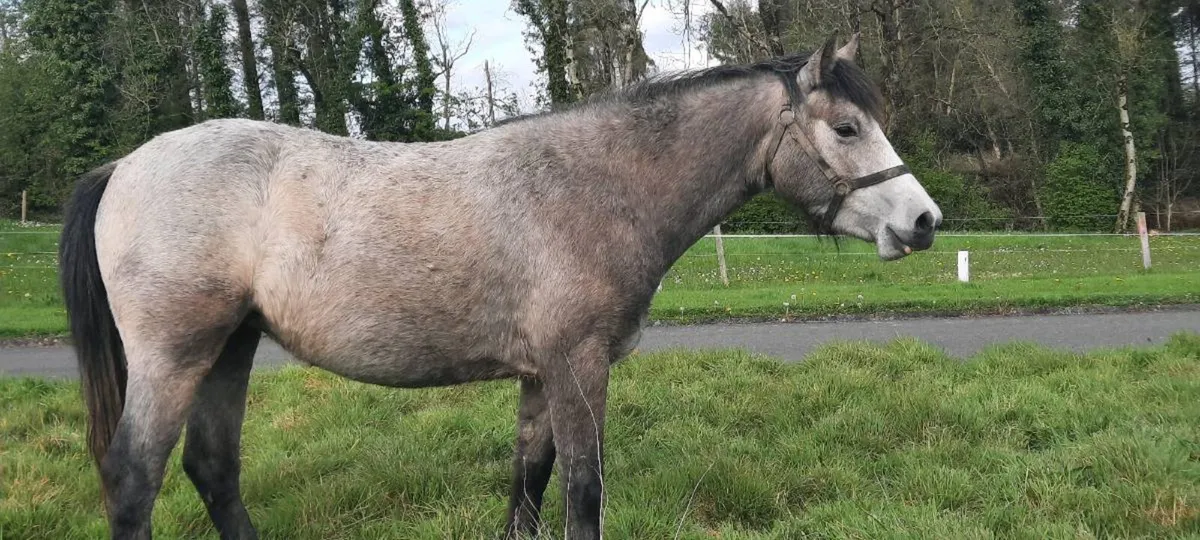 Connemara Pony - Image 1