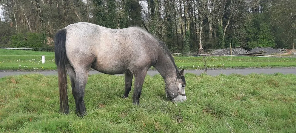 Connemara Pony - Image 2