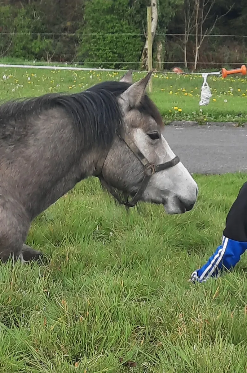 Connemara Pony - Image 3