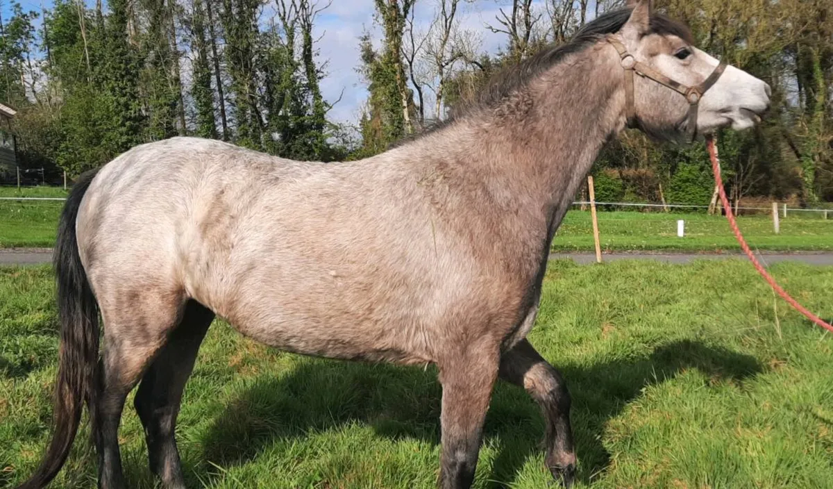 Connemara Pony - Image 4