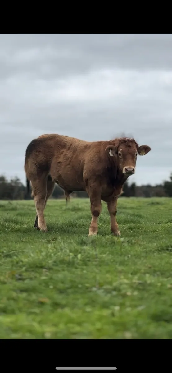 Purebred Limousine bull - Image 1