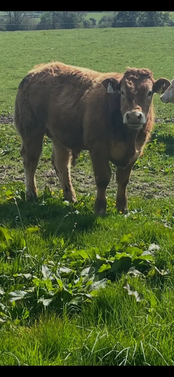 Purebred Limousine bull - Image 2